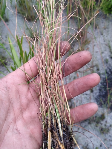 Image of Anatherum subtile by (c) Scott Ward, some rights reserved (CC BY)