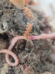 Amblyosyllis hectori
