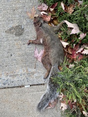 Sciurus carolinensis