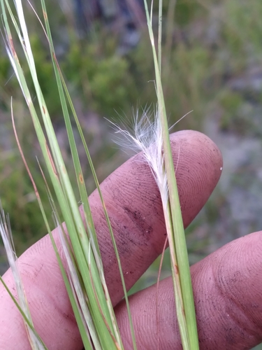 Image of Anatherum subtile by (c) Scott Ward, some rights reserved (CC BY)