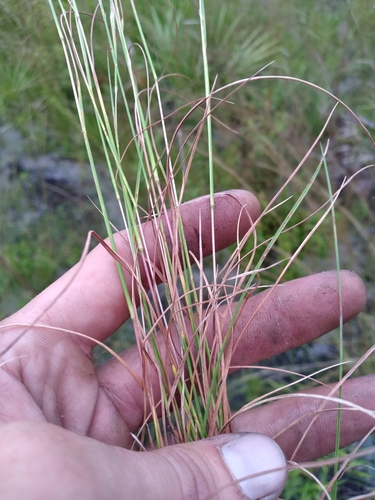 Image of Anatherum subtile by (c) Scott Ward, some rights reserved (CC BY)