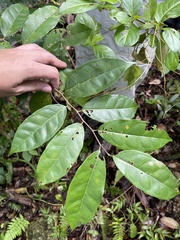 Nectandra coriacea