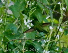 Orthorhyncus cristatus