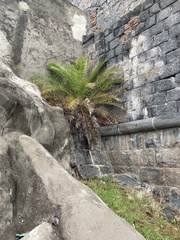 Phoenix canariensis