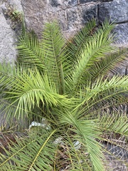Phoenix canariensis