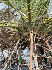 Phoenix canariensis