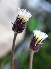 Erigeron nivalis