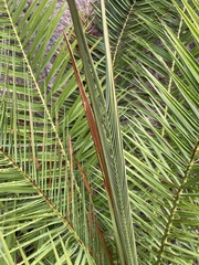 Phoenix canariensis