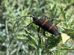 Ceroplesis orientalis