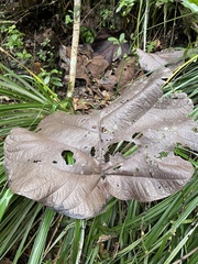 Coccoloba pubescens