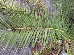 Phoenix canariensis