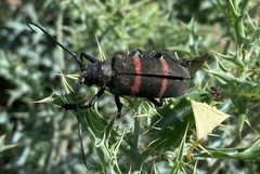 Ceroplesis orientalis