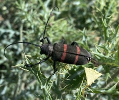 Ceroplesis orientalis