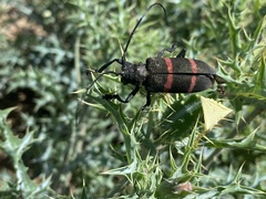 Ceroplesis orientalis