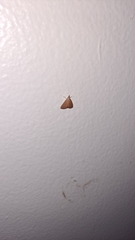 Pterygota