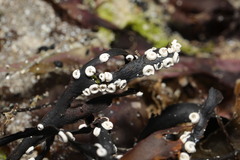 Spirorbis spirorbis