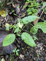 Acalypha bisetosa