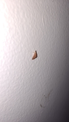 Pterygota