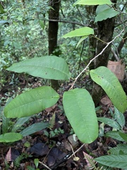 Chrysophyllum argenteum