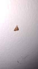 Pterygota