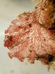 Pterosiphonia