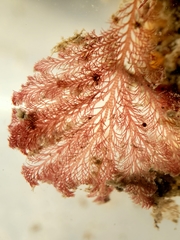 Pterosiphonia