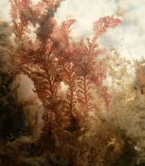 Pterosiphonia