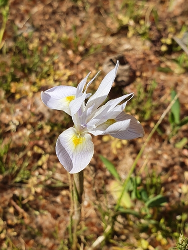 Moraea cedarmontana