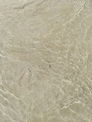 Chrysaora chesapeakei