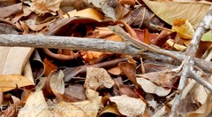 Anolis roquet salinei