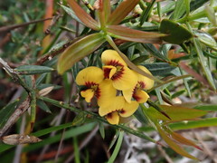 Daviesia sejugata