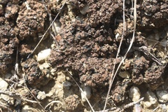 Clavascidium lacinulatum