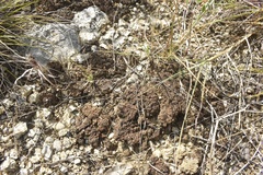 Clavascidium lacinulatum