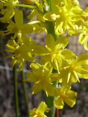 Bulbinella punctulata