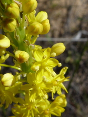 Bulbinella punctulata