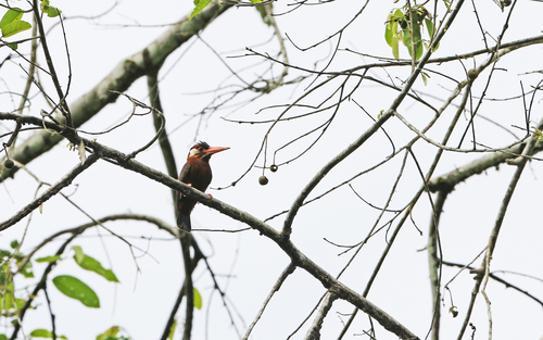 White-eared Jacamar