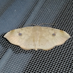 Hypopyrini
