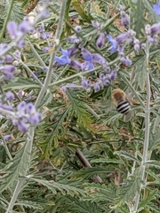 Anthophora californica
