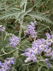 Anthophora californica
