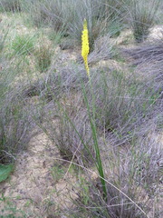 Bulbinella punctulata