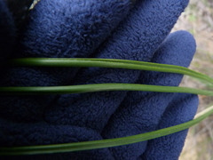 Bulbinella punctulata