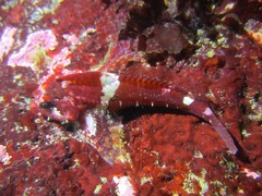 Oligocottus rubellio
