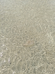 Chrysaora chesapeakei