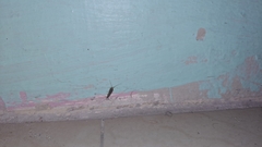Lepisma saccharinum