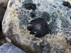 Umbilicaria proboscidea