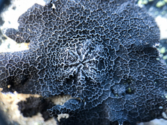 Umbilicaria proboscidea