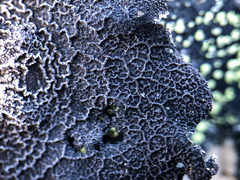 Umbilicaria proboscidea