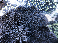 Umbilicaria proboscidea