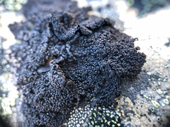 Umbilicaria proboscidea