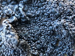 Umbilicaria proboscidea